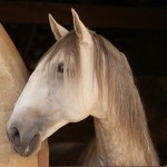 Hanibal Interagro, grey Lusitano stallion. Photo: Interagro Lusitanos