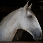 Hanibal Interagro/Interagro Lusitanos