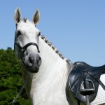 Hanibal Interagro, grey Lusitano stallion. Photo: Interagro Lusitanos