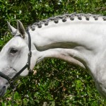 Hanibal Interagro, grey Lusitano stallion. Photo: Interagro Lusitanos