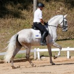 Hanibal Interagro, grey Lusitano stallion. Photo: Interagro Lusitanos