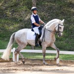 Hanibal Interagro, grey Lusitano stallion. Photo: Interagro Lusitanos