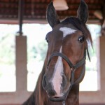 Hectar Interagro/Interagro Lusitanos