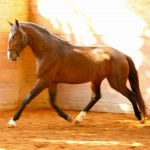 Hectar Interagro/Interagro Lusitanos