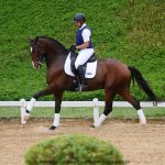 Hectar Interagro, Small Tour PSG Lusitano gelding/Photo: Interagro Lusitanos