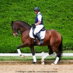 Hectar Interagro, Small Tour PSG Lusitano gelding/Photo: Interagro Lusitanos