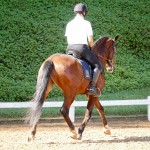Alexandre Souza & Hectar Interagro/Interagro Lusitanos