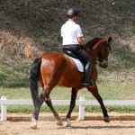 Hectar Interagro at 2nd phase of Interagro Dressage Ranking 2018