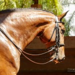 Hectar Interagro/Interagro Lusitanos