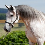 Herbert Interagro/Interagro Lusitanos