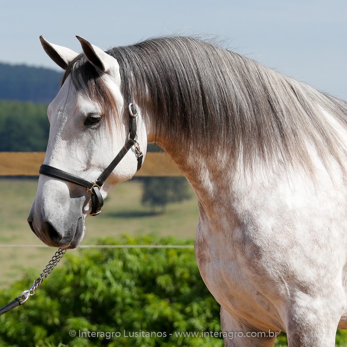 Herbert Interagro/Interagro Lusitanos
