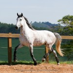 Herbert Interagro/Interagro Lusitanos