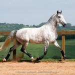 Herbert Interagro/Interagro Lusitanos