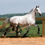 Herbert Interagro/Interagro Lusitanos