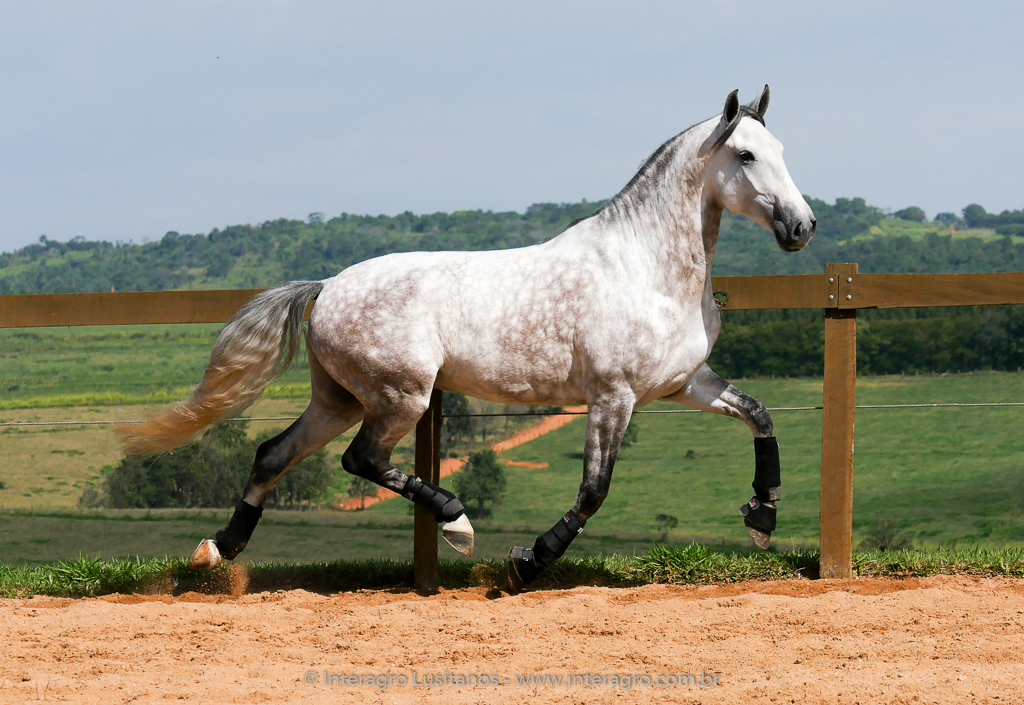 Herbert Interagro/Interagro Lusitanos