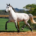 Herbert Interagro/Interagro Lusitanos