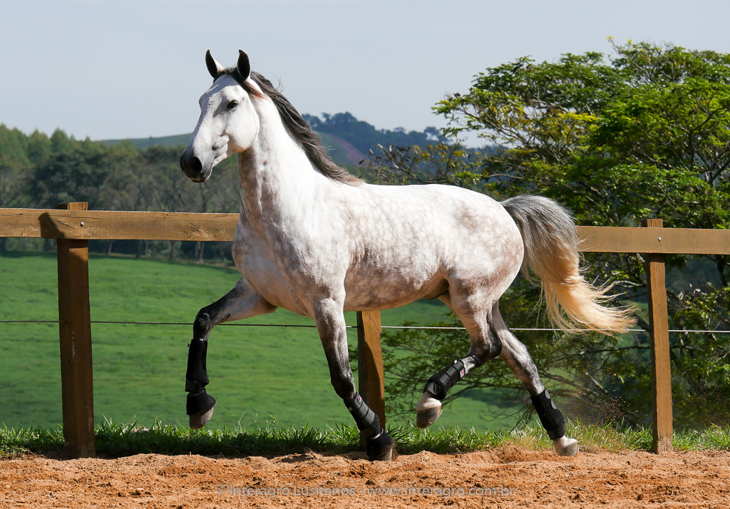 Herbert Interagro/Interagro Lusitanos