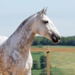 Herbert Interagro/Interagro Lusitanos