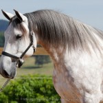 Herbert Interagro/Interagro Lusitanos