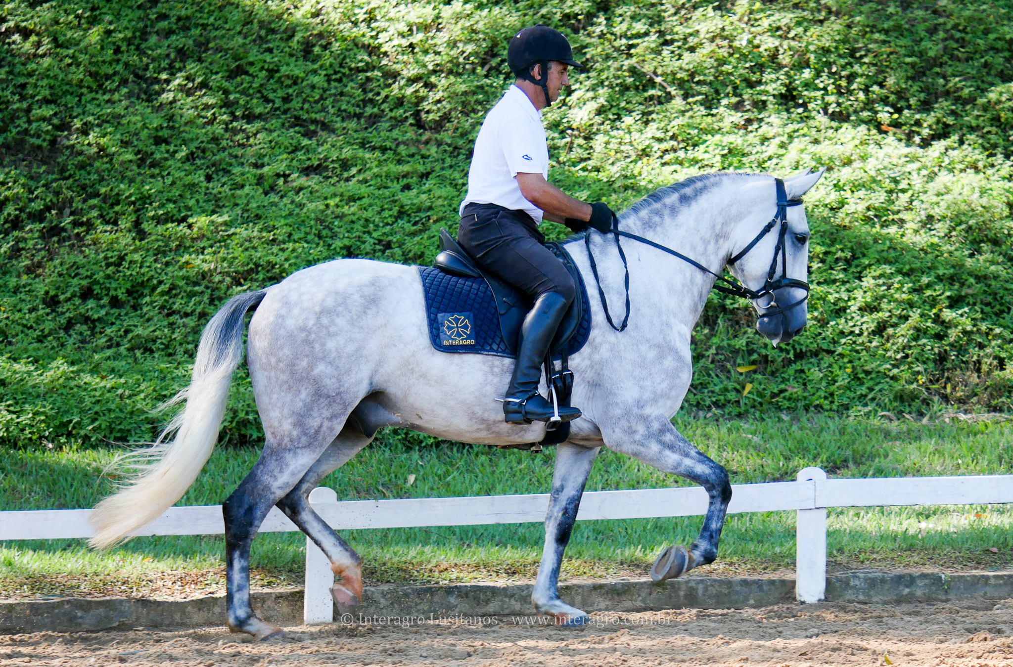 Herbert Interagro/Interagro Lusitanos