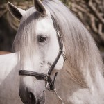 Hanibal Interagro, grey Lusitano stallion. Photo: Fagner Almeida