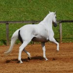 Valerius Interagro/Interagro Lusitanos