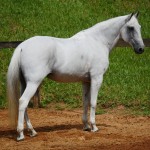 Valerius Interagro/Interagro Lusitanos