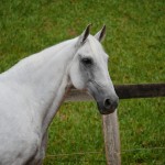 Valerius Interagro/Interagro Lusitanos