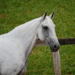 Valerius Interagro/Interagro Lusitanos