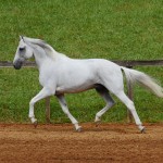 Valerius Interagro/Interagro Lusitanos