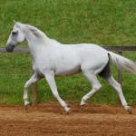 Valerius Interagro/Interagro Lusitanos