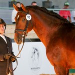 Empreiteiro Interagro/Interagro Lusitanos