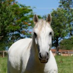 Diligente Interagro/Interagro Lusitanos