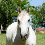 Diligente Interagro/Interagro Lusitanos