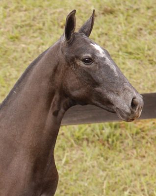 Lot 02a - Embolada Interagro