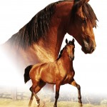 Voluntario Interagro/Johnny Duarte