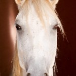 Damasceno Interagro/Interagro Lusitanos
