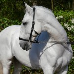 Incrível Interagro/Interagro Lusitanos