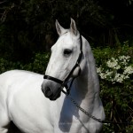 Incrível Interagro/Interagro Lusitanos