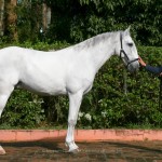 Incrível Interagro/Interagro Lusitanos