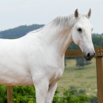 Incrível Interagro/Interagro Lusitanos