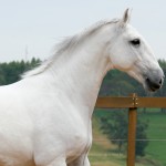 Incrível Interagro/Interagro Lusitanos