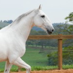 Incrível Interagro/Interagro Lusitanos