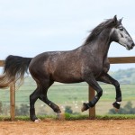 Jackpot Interagro/Photo: TUPA