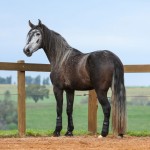 Jackpot Interagro/Photo: TUPA