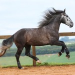 Jackpot Interagro/Photo: TUPA