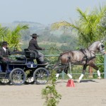 Jackpot Interagro winning the 1st phase of 2018 Brazilian Driving Ranking CBH /Interagro Lusitanos