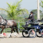 Jackpot Interagro winning the 1st phase of 2018 Brazilian Driving Ranking CBH /Interagro Lusitanos