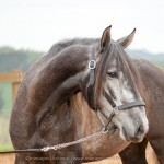 Jackpot Interagro/Interagro Lusitanos