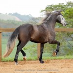 Jackpot Interagro/Interagro Lusitanos